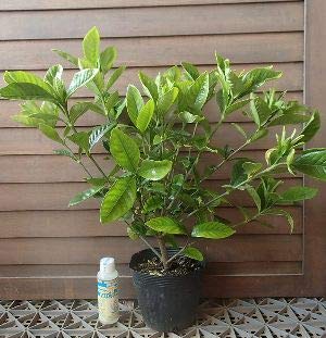 Amazon | 大輪八重咲きクチナシ（5寸ポット） 大八重クチナシ | 植木